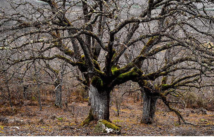 El abuelo. Fotograf�a. 112,9 x 80 cm.