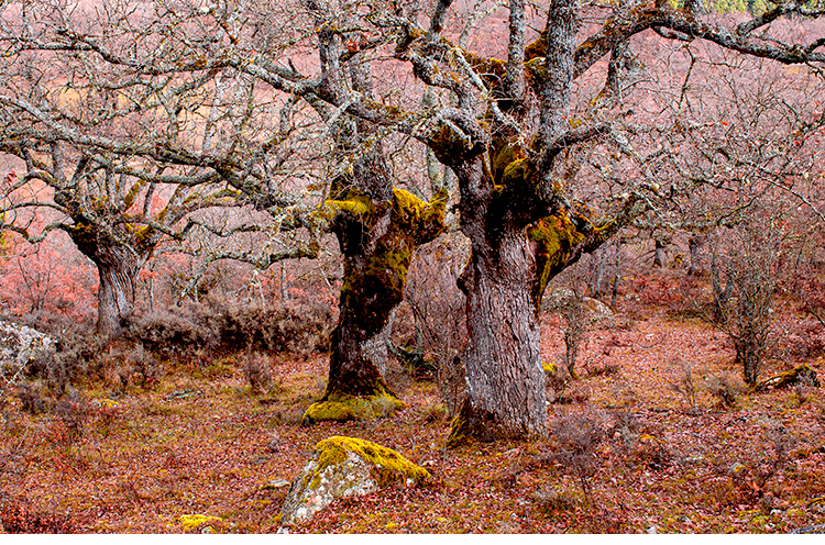 Robles. Fotograf�a. 139,8 x 70 cm.