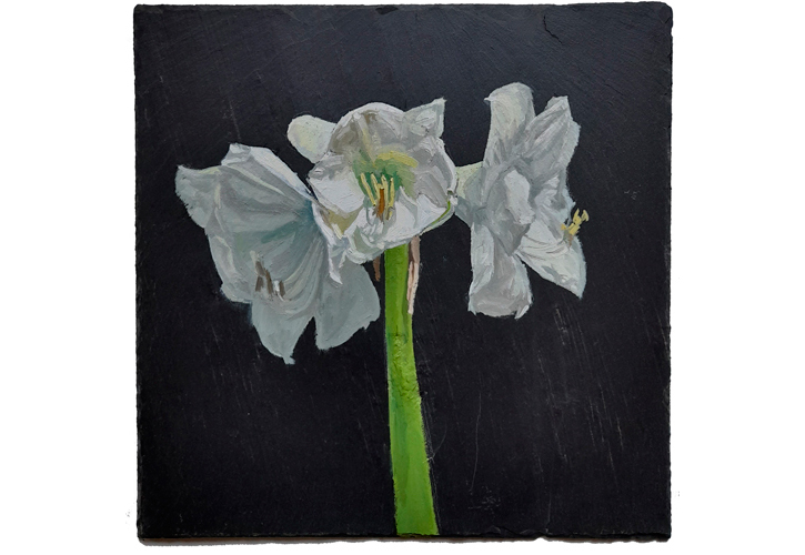 Amaryllis. 2023. �leo sobre pizarra.  40 x 40  cm.